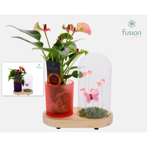 LED Lichtbal Vlinder Large houten planter met Anthurium