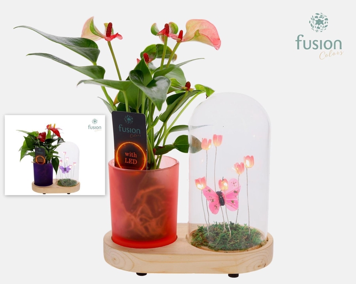 <h4>LED Lichtbal Vlinder Large houten planter met Anthurium</h4>