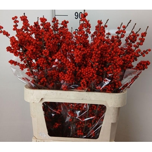 ILEX VERT (RODE BES)