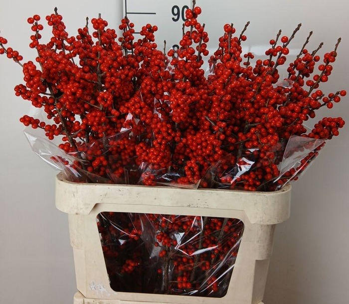 <h4>ILEX VERT (RODE BES)</h4>