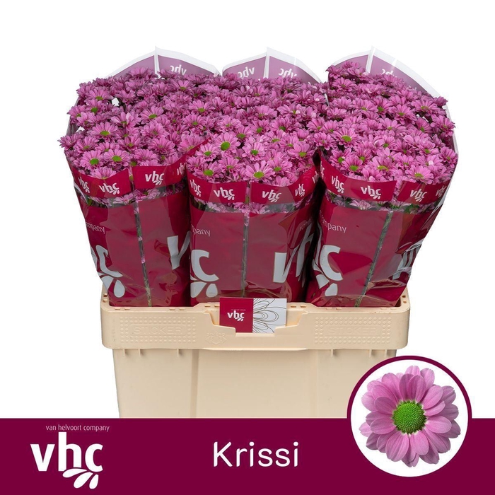 <h4>CHR SAN AAA KRISSI</h4>