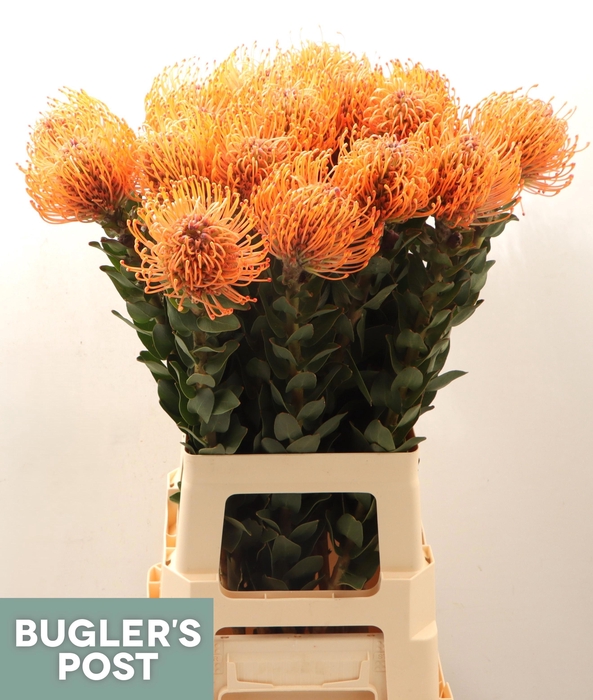 <h4>LEUCO AYOBA MAN ZEST</h4>