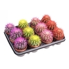 Echinoc Grusonii Rainbow Mix