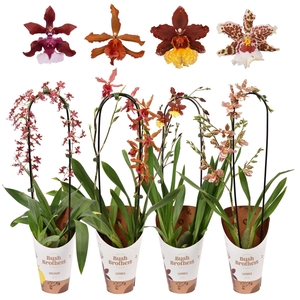ORCHIDEEEN OVERIG
