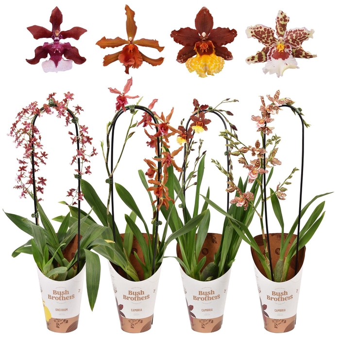 <h4>ORCHIDEEEN OVERIG</h4>