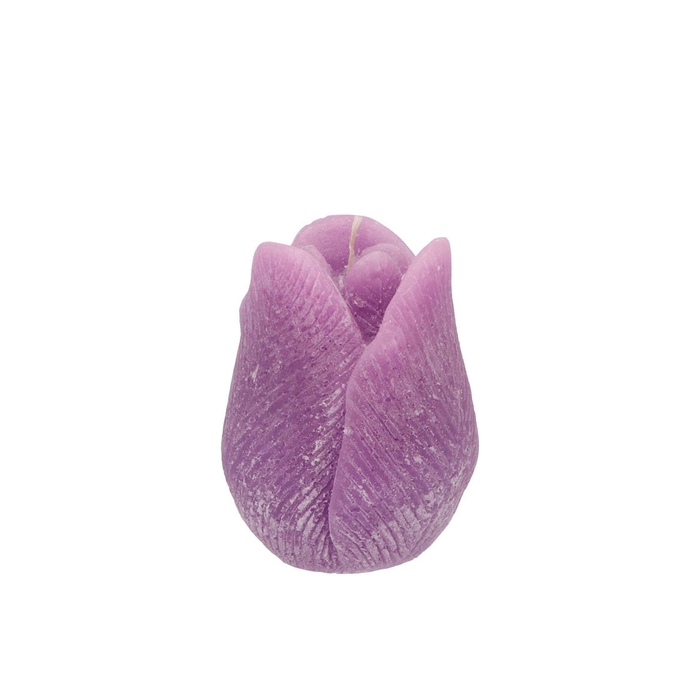 <h4>Candle Tulip Lila 7x8cm</h4>