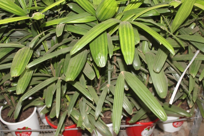 <h4>PALMEIRA RAPHIS P24</h4>