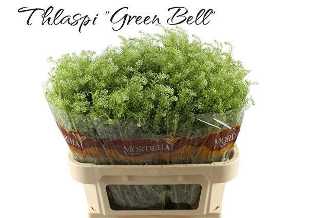 <h4>LEP RU GREEN BELL</h4>