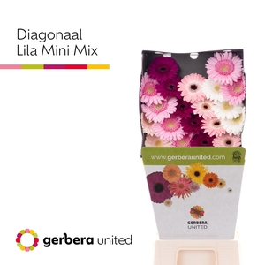 Germini Mix Lila Diamond