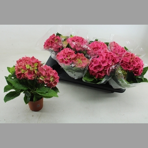 HYDR M EARLY ROSA