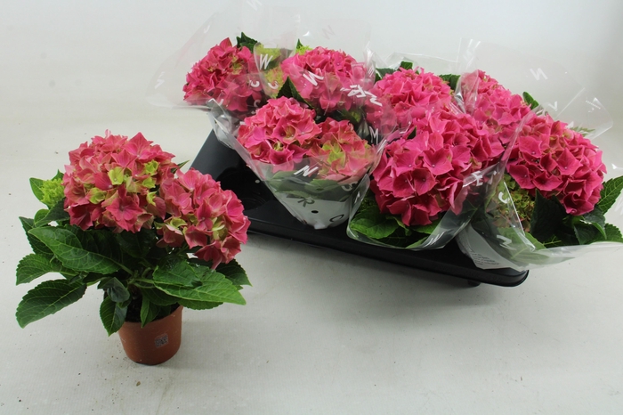 <h4>HYDR M EARLY ROSA</h4>