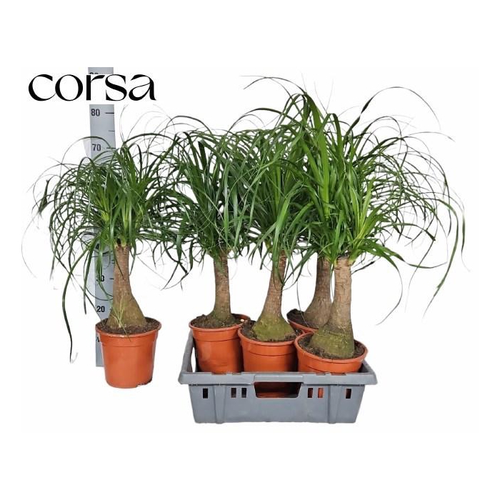 <h4>BEAUCARNEA RECUR</h4>