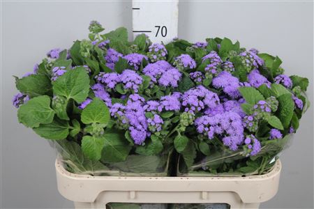 <h4>Ager H Blue Horizon</h4>