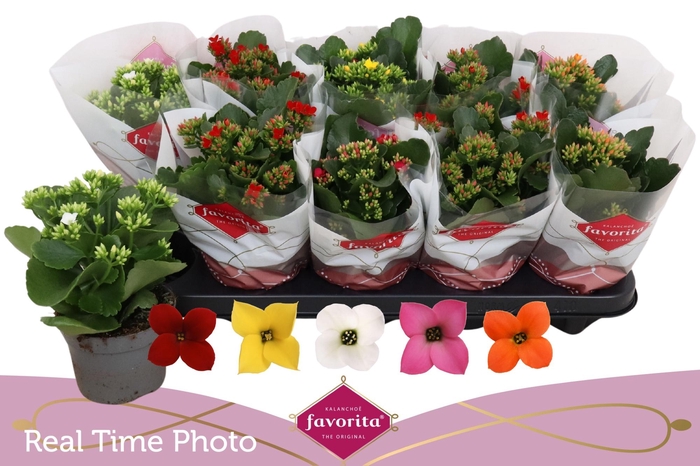 <h4>KAL EN GEM 5 KL</h4>