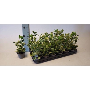 EUONYMUS JA MARIEKE