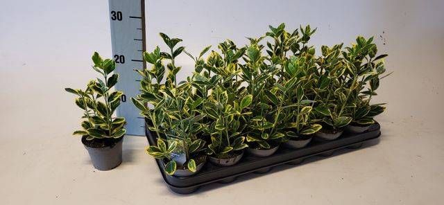 <h4>EUONYMUS JA MARIEKE</h4>