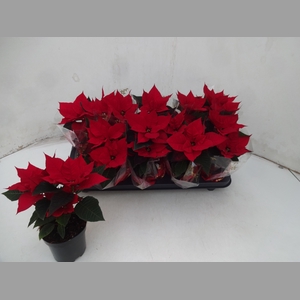 EUPHOR P CHR UNIVERS