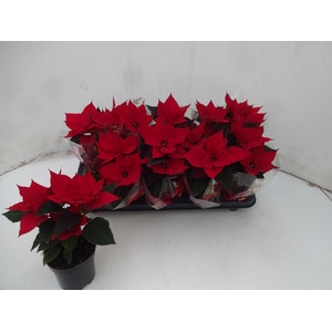 EUPHOR P CHR UNIVERS