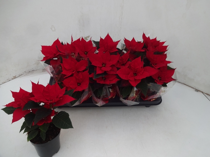 <h4>EUPHOR P CHR UNIVERS</h4>