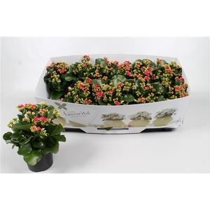 Kalanchoe favorita purple instyle + collar