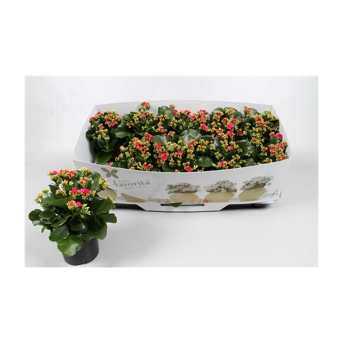 <h4>Kalanchoe favorita purple instyle + collar</h4>