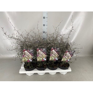 Corokia cotoneaster