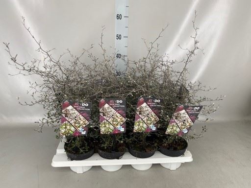 <h4>Corokia cotoneaster</h4>