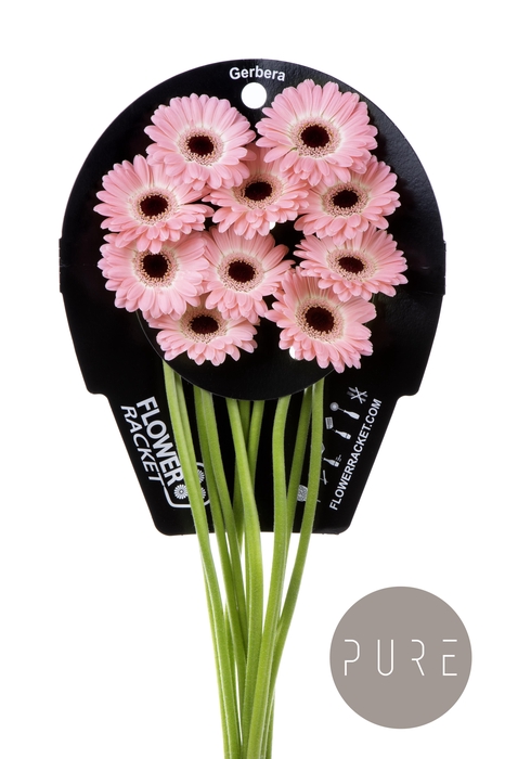 <h4>Germini Dixon Flowerracket</h4>