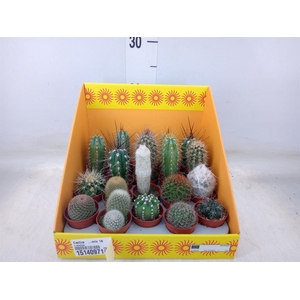 Cactus   ...mix 18
