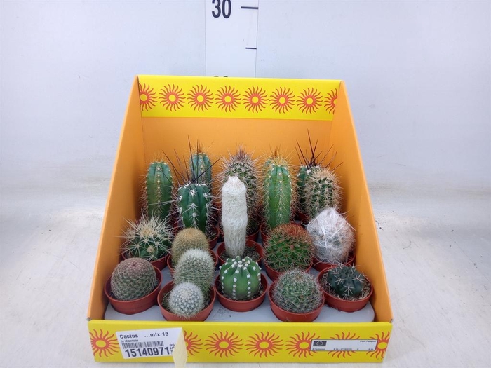 <h4>Cactus   ...mix 18</h4>