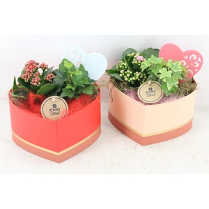 arr2 PL - Hart giftbox 338/6 mix