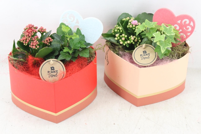 <h4>arr2 PL - Hart giftbox 338/6 mix</h4>