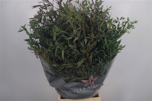 EUC PARVIFOLIA P BS