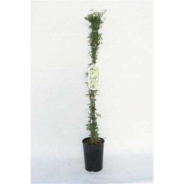 <h4>Clematis Forsteri 'Pixie'</h4>