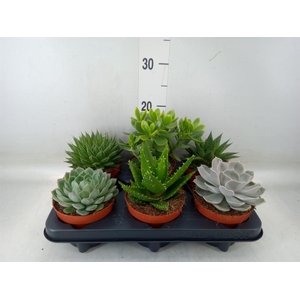 Succulents   ...mix 6