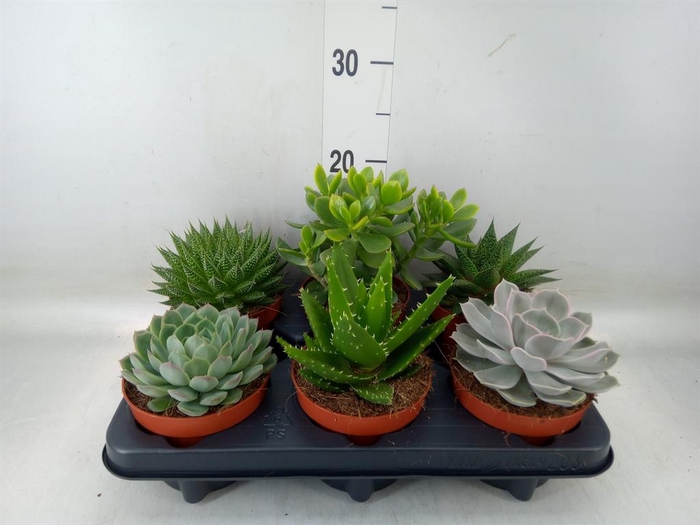 <h4>Succulents   ...mix 6</h4>