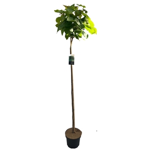 Catalpa big. 'Nana' stam 150 cm