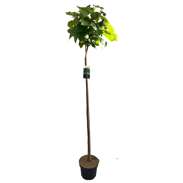 <h4>Catalpa big. 'Nana' stam 150 cm</h4>
