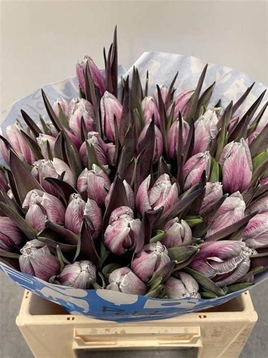 <h4>Tu Kb Roulette</h4>