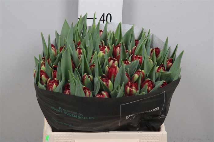 <h4>Tu Du Red Eye</h4>