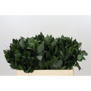 RUSCUS HYPOPHYLLUM