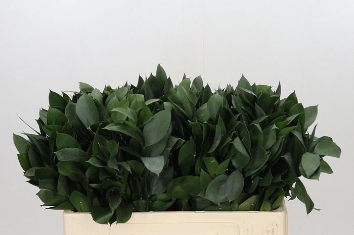 <h4>RUSCUS HYPOPHYLLUM</h4>