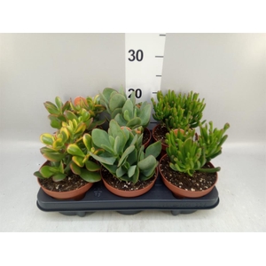 Crassula   ...mix