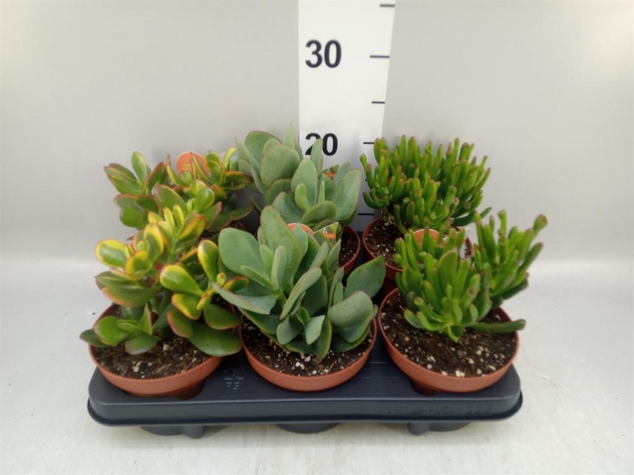 <h4>Crassula   ...mix</h4>