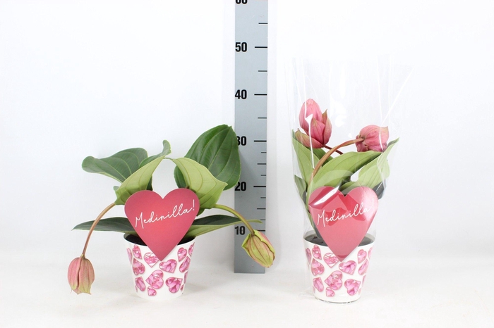 <h4>Potcover + Candy 2 knop (Medinilla 1 etage)</h4>