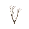 Syringa Branch Extra Caussade