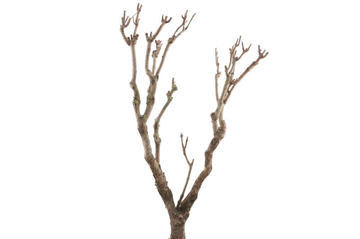 Syringa Branch Extra Caussade