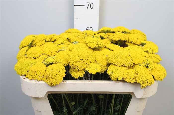<h4>Achil F Park Variety</h4>