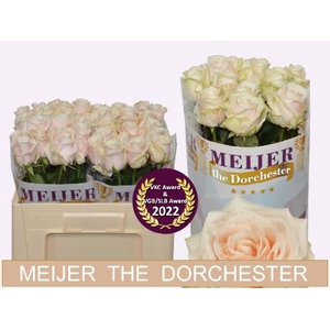 Rozen R GR DORCHESTER
