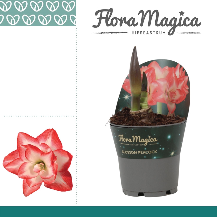 <h4>Amaryllis Blossom Peacock in Potkraag</h4>